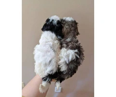 Boys & Girls Teacup Poodle Puppies - 5