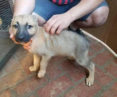 German Shepherd puppies available - 3