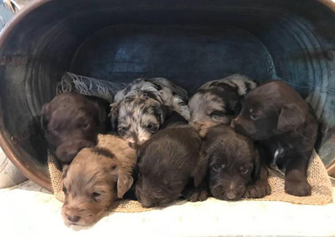 10 Aussiedoodles for sale
