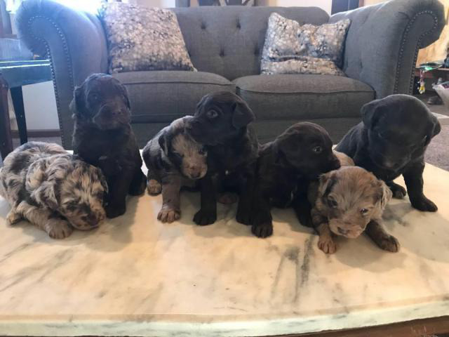 10 Aussiedoodles for sale in Sioux Falls, South Dakota ...