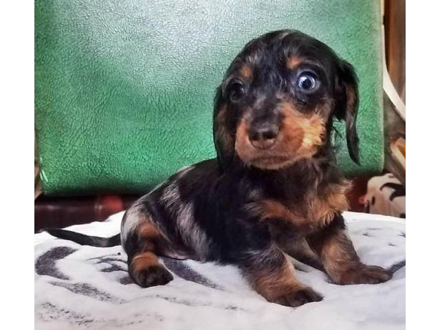79+ Miniature Dapple Dachshund Puppies For Sale In Texas