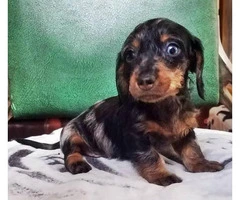8 Weeks old dapple Dachshund miniature puppy - 1