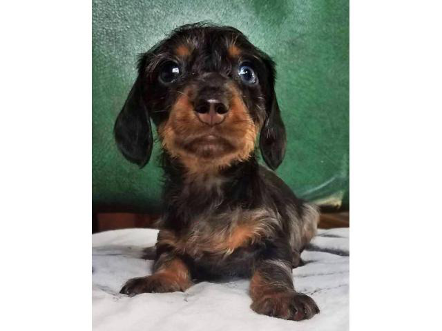 8 Weeks old dapple Dachshund miniature puppy in Lake