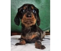 8 Weeks old dapple Dachshund miniature puppy - 2