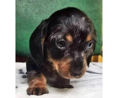 8 Weeks old dapple Dachshund miniature puppy - 3