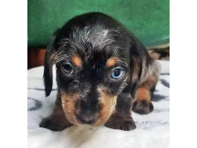 8 Weeks old dapple Dachshund miniature puppy in Lake