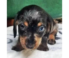 8 Weeks old dapple Dachshund miniature puppy - 4