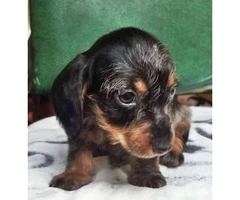 8 Weeks old dapple Dachshund miniature puppy - 5