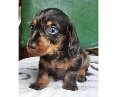 8 Weeks old dapple Dachshund miniature puppy - 6