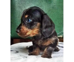 8 Weeks old dapple Dachshund miniature puppy - 7