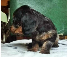 8 Weeks old dapple Dachshund miniature puppy - 8