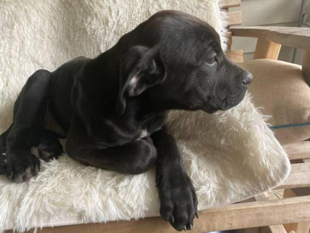 13 Weeks Old Cane Corso Puppy In Cleveland Ohio Puppies For