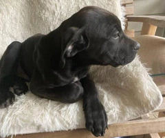 13 weeks old Cane Corso puppy