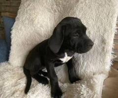 13 weeks old Cane Corso puppy - 5