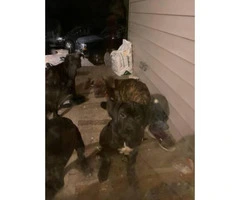 13 weeks old Cane Corso puppy - 6