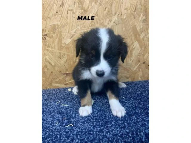 Standard size Australian Shepherds in Elizabethtown - Puppies for Sale ...