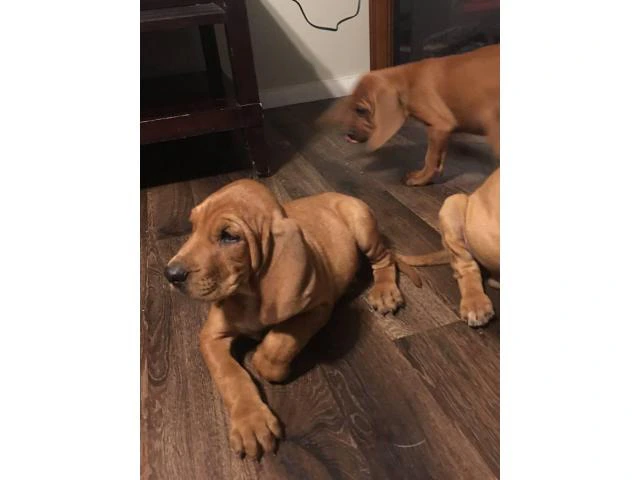 Beautiful 7 weeks old blood hound puppies for sale