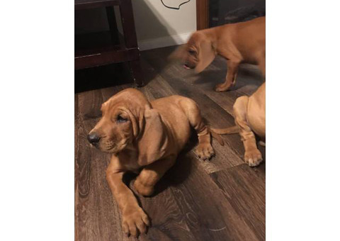 Beautiful 7 weeks old blood hound puppies for sale