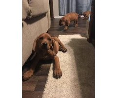 Beautiful 7 weeks old blood hound puppies for sale - 2