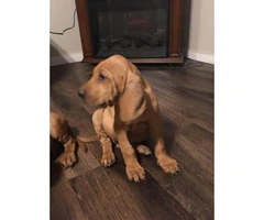 Beautiful 7 weeks old blood hound puppies for sale - 3