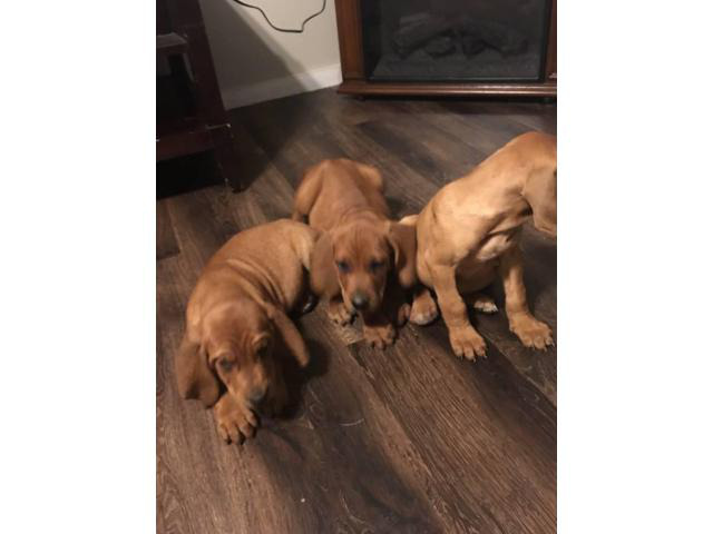 Beautiful 7 weeks old blood hound puppies for sale in ...