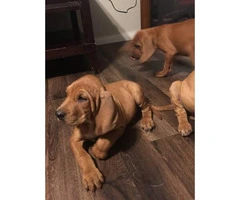 Beautiful 7 weeks old blood hound puppies for sale - 7