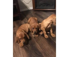Beautiful 7 weeks old blood hound puppies for sale - 8