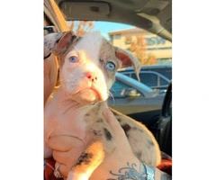 1 male and 2 female Bulldogs for Sale