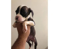 1 male and 2 female Bulldogs for Sale - 3