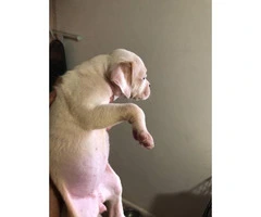 1 male and 2 female Bulldogs for Sale - 4
