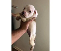 1 male and 2 female Bulldogs for Sale - 5