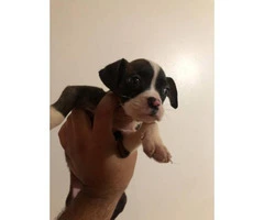 1 male and 2 female Bulldogs for Sale - 7
