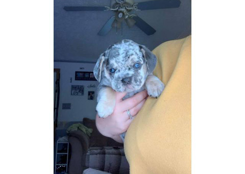 3 male French Pugabull Puppies