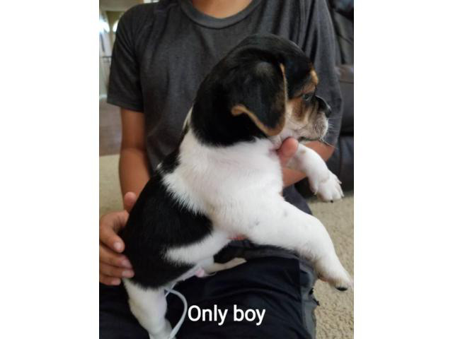9 Weeks Old Shih Tzu Chihuahua Mix Puppy In Killeen Texas Puppies For Sale Near Me