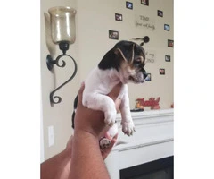 9 weeks old Shih tzu/Chihuahua mix puppy - 2