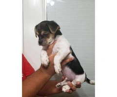 9 weeks old Shih tzu/Chihuahua mix puppy - 3