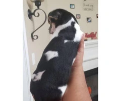 9 weeks old Shih tzu/Chihuahua mix puppy - 4