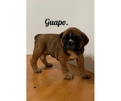 3 Beautiful Olde English Bulldogge puppies for Rehoming