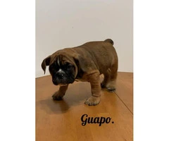 3 Beautiful Olde English Bulldogge puppies for Rehoming