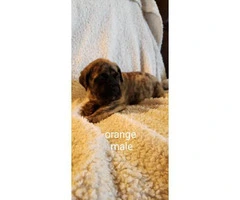 English mastiff puppies pet - 6