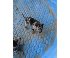 Six Catahoula Leopard Dog / Mountain Cur Mix Puppies