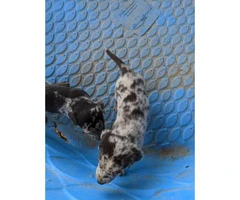 Six Catahoula Leopard Dog / Mountain Cur Mix Puppies - 2