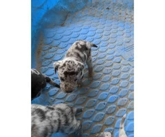 Six Catahoula Leopard Dog / Mountain Cur Mix Puppies - 4