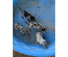 Six Catahoula Leopard Dog / Mountain Cur Mix Puppies - 6