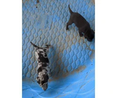 Six Catahoula Leopard Dog / Mountain Cur Mix Puppies - 7