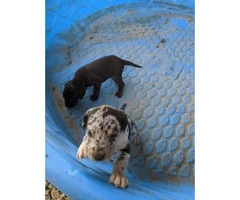 Six Catahoula Leopard Dog / Mountain Cur Mix Puppies - 8