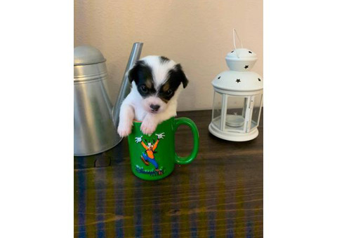 Maltese and Shihtzu Mix Puppies
