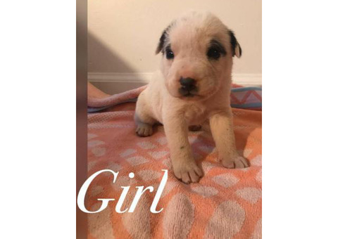 Playful and friendly  Mini Sharpei Puppies for Sale