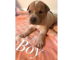 Playful and friendly  Mini Sharpei Puppies for Sale - 2