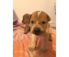 Playful and friendly  Mini Sharpei Puppies for Sale - 3